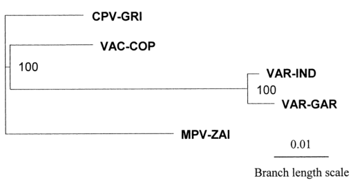 MPV、VAR、CPV、VAC末端可變基因組序列系統(tǒng)發(fā)育樹分析